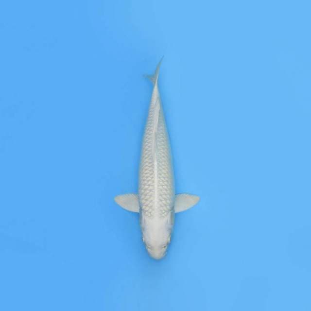 PLATINUM SUSPECT MALE