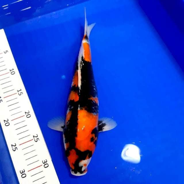 Showa 34 cm