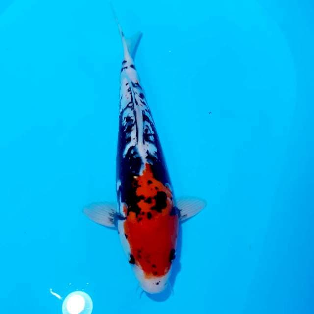 Benikumon 32cm
