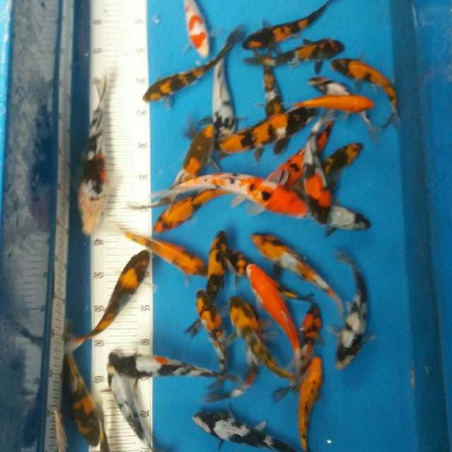 Mix showa shiro 32 ekor