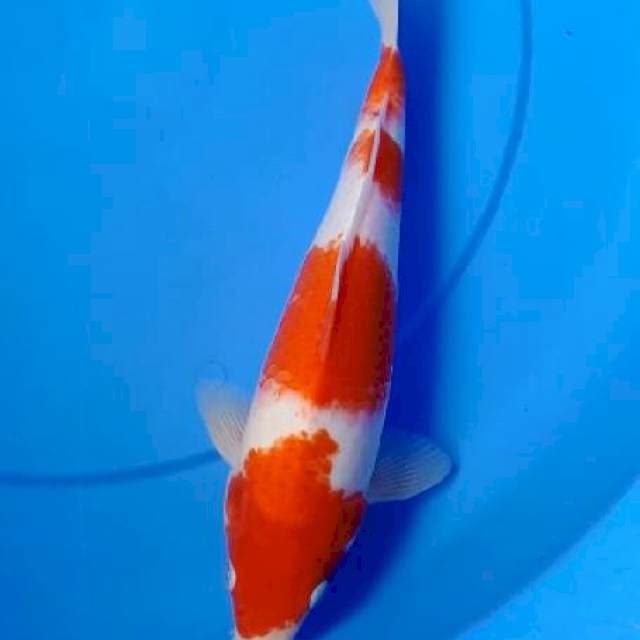 Kohaku