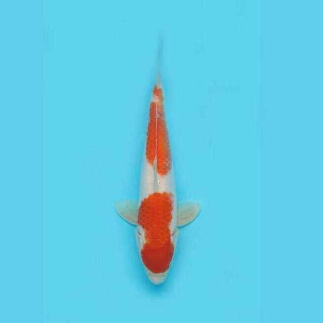 Kohaku Nidan