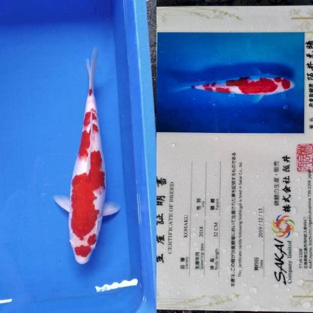 Kohaku import