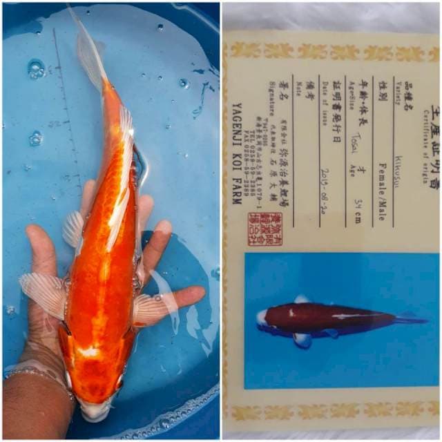 Doit 32cm Import Serti