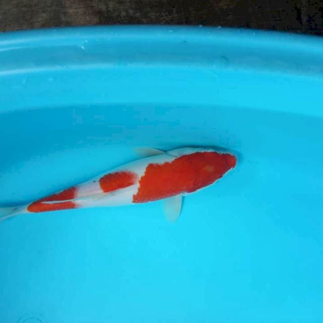 Kohaku