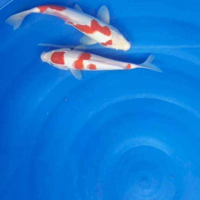 Duo kohaku 25 27