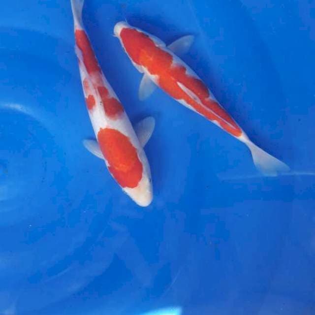 Duo kohaku 27