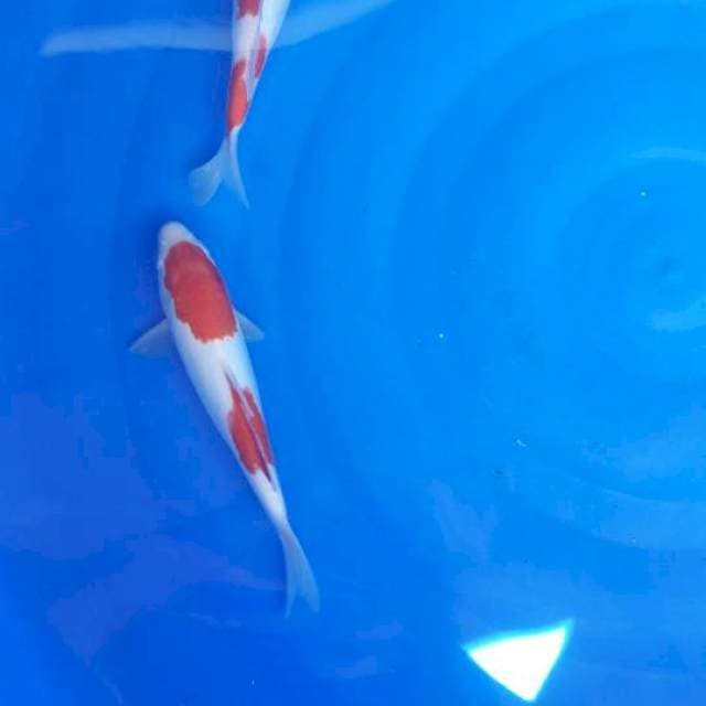 Duo kohaku 25