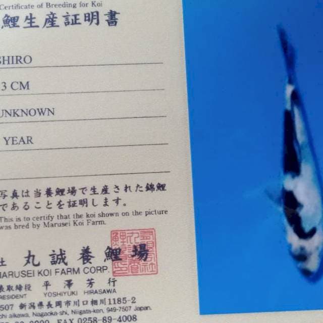 Shiro tosai marusei