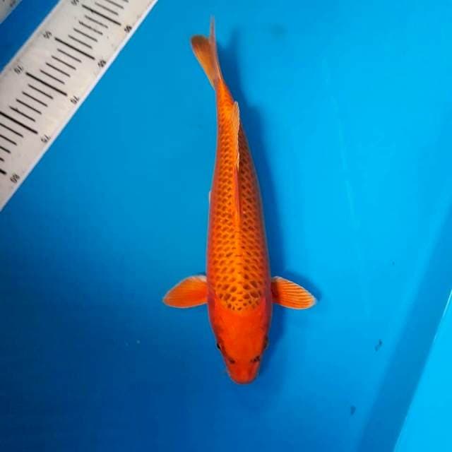 MATSUBA SQ 34 CM