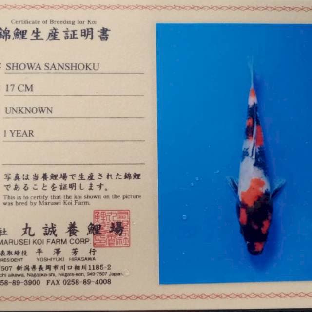 Showa marusei serty