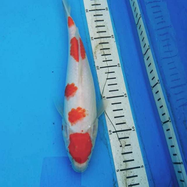 MARUTEN KOHAKU
