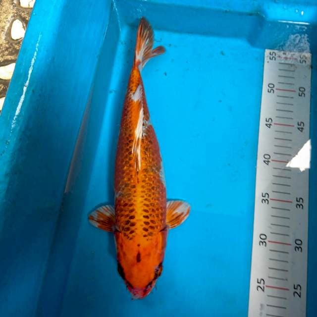 kujaku 32 cm
