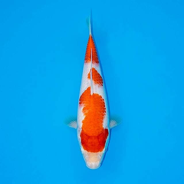 KOHAKU F1 24 CM FEMALE