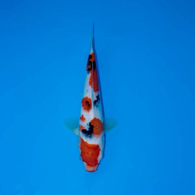 TAISHO SANKE 21 CM FEMALE 