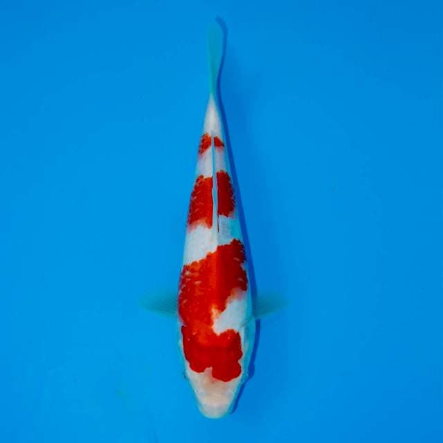 KOHAKU F1 22 CM MALE