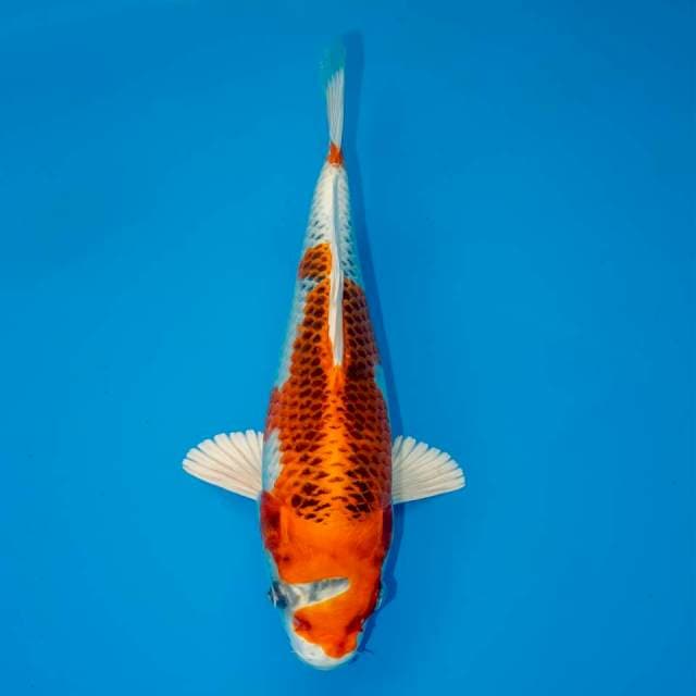 KUJAKU F1 24 CM MALE 