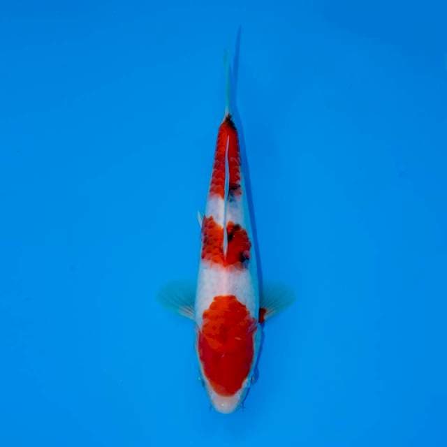 SANKE 3 STEP F1 22 CM FEMALE