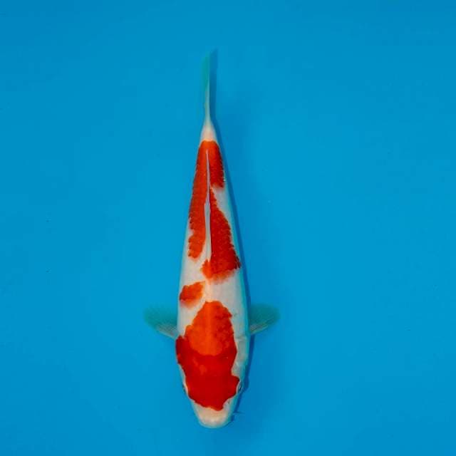 KOHAKU F1 25 CM MALE