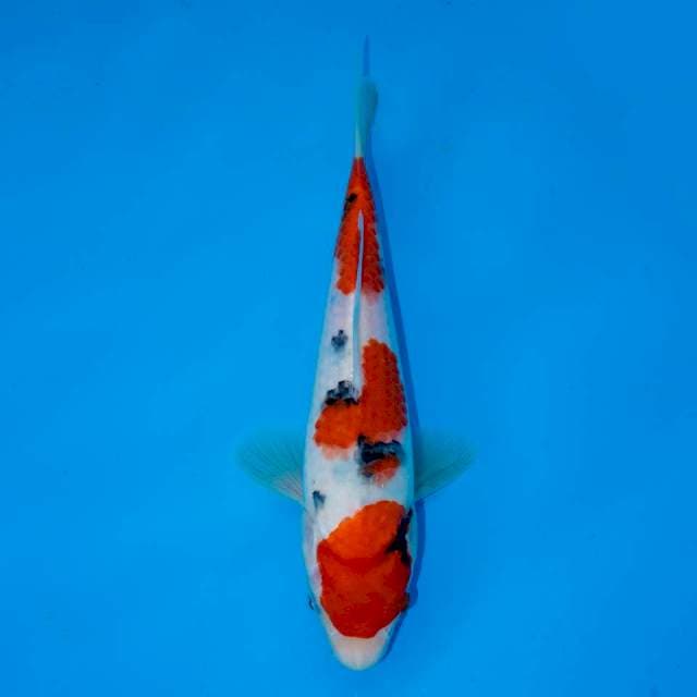 TAISHO SANKE F1 23 CM FEMALE