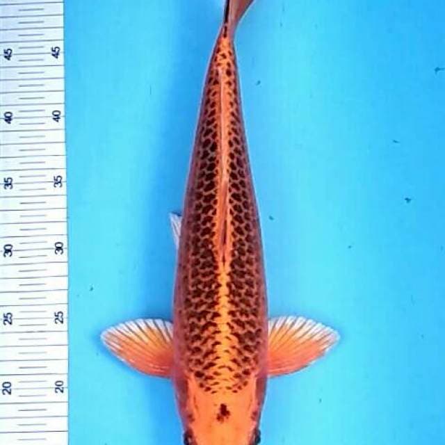 Kin matsuba strong body 40cm