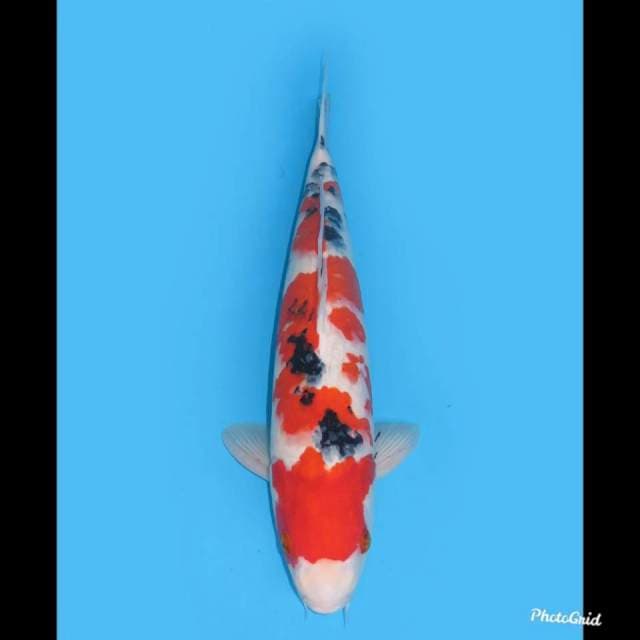 F1 Calon Jumbo , 42cm 