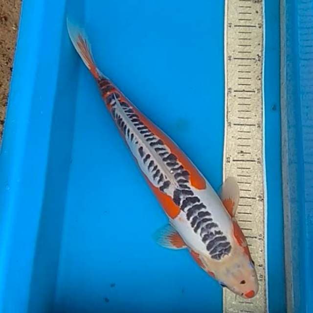 Shusui 43cm