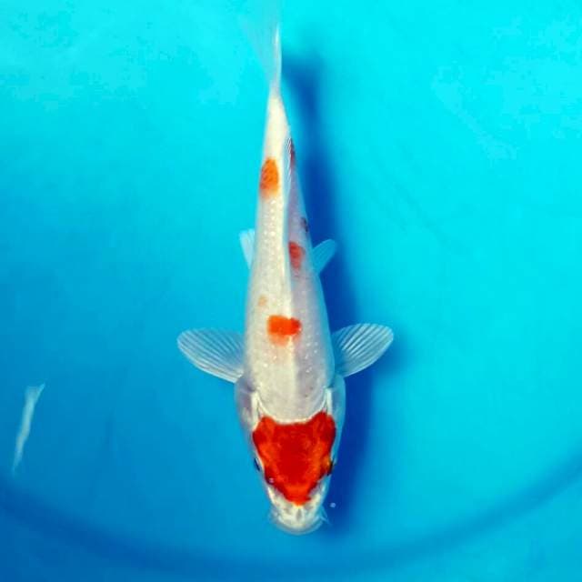 Maruten Harikawe F1 16cm