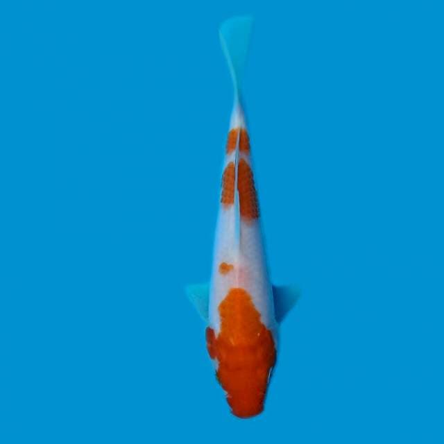 Kohaku F1 15cm