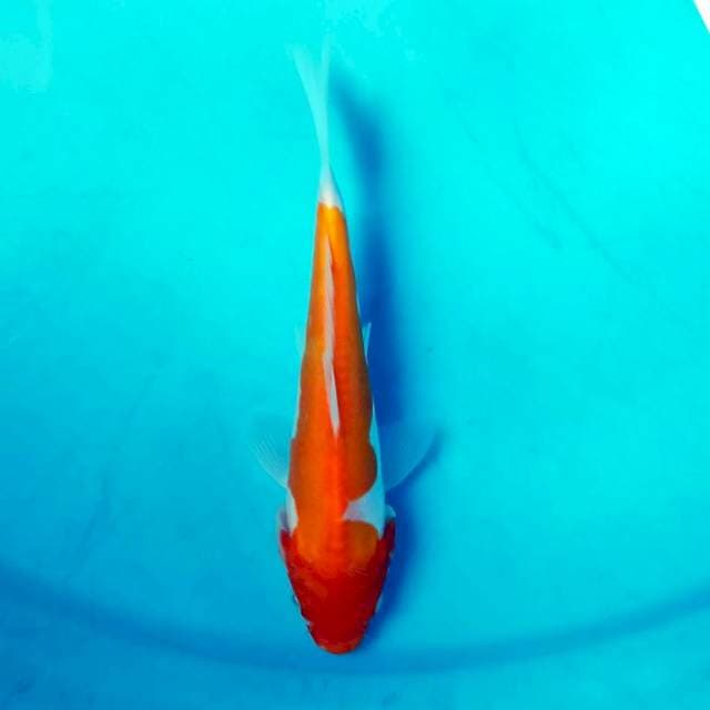 Kohaku Doitsu F1 14cm