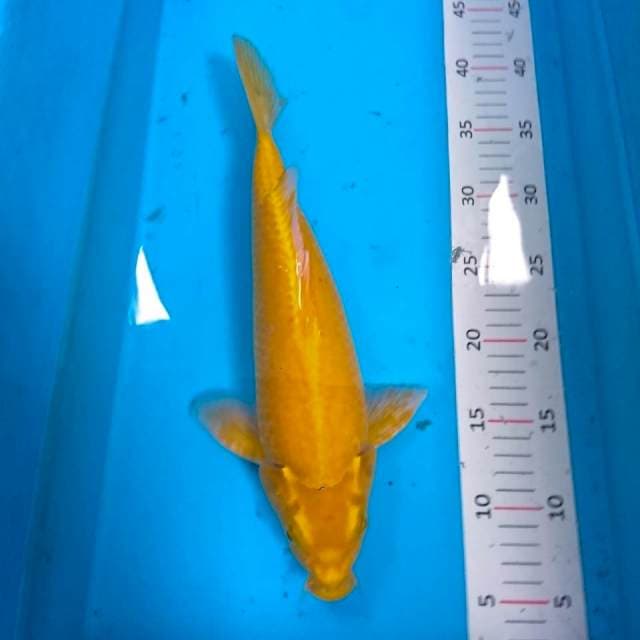 karashi berpunuk 32