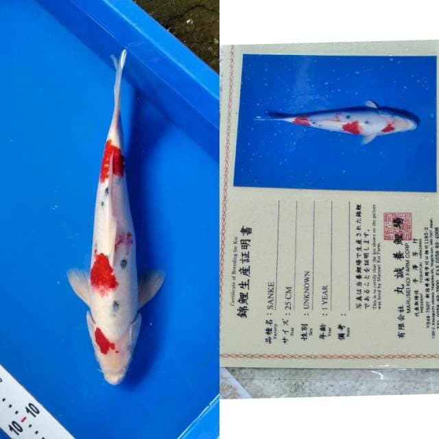 Sanke import marusei