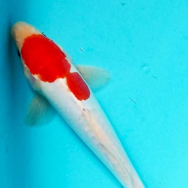 kohaku bahan tancho 20cm ori
