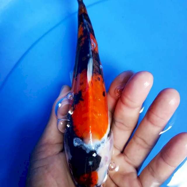 Tancho showa ori 25bu