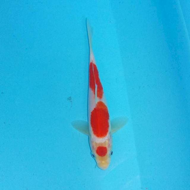Maruten Sandan ~ Kohaku