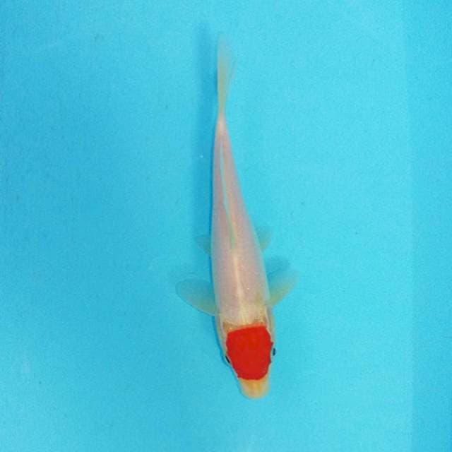 Tancho Kohaku ~ Red Strong