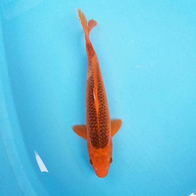 Aka Matsuba ~ 33cm