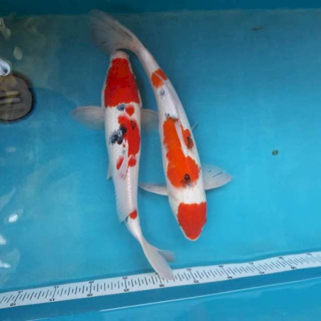 Maruten sanke shanshoku