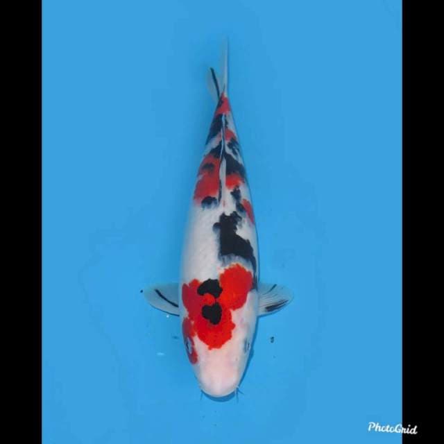Red Sanke , 32cm