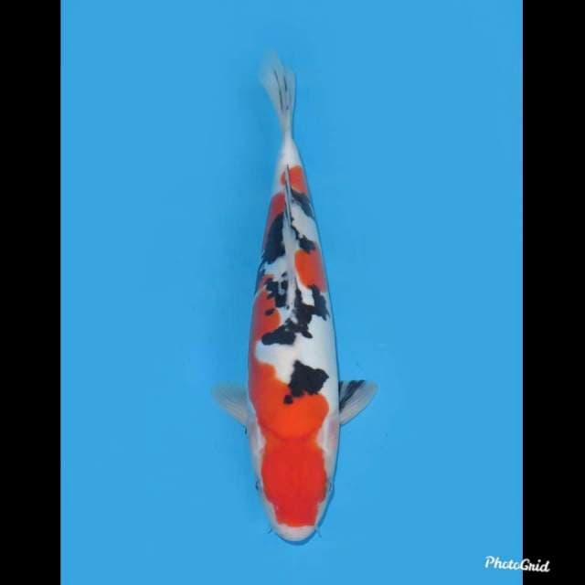 SQ Doitsu Sanke , 29cm