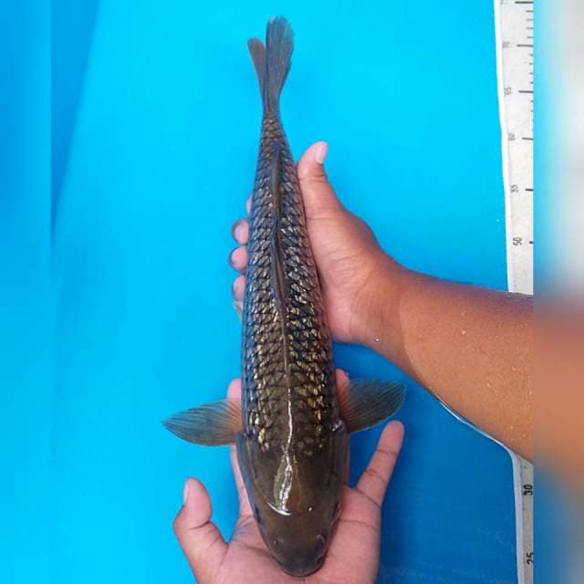 Besar Murah 44cm. #02