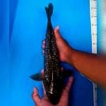 Besar Murah 44cm. #02 