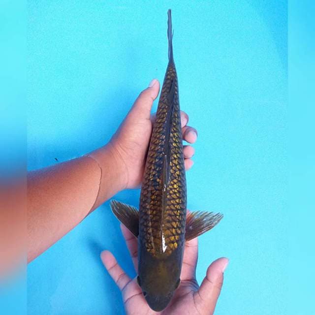 Besar Murah 39cm. #03
