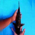 Besar Murah 39cm.  #03