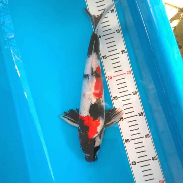 Male 36