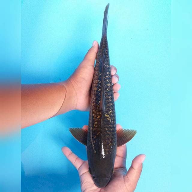 Besar Murah 38cm. #04