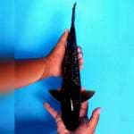Besar Murah 38cm.  #04
