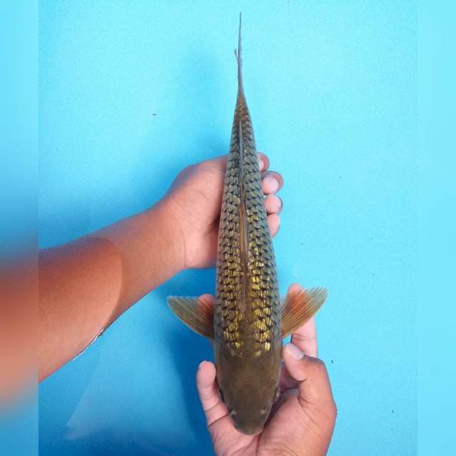 Besar Murah 36cm .  #05