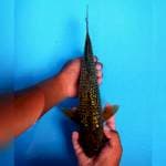 Besar Murah 36cm .  #05