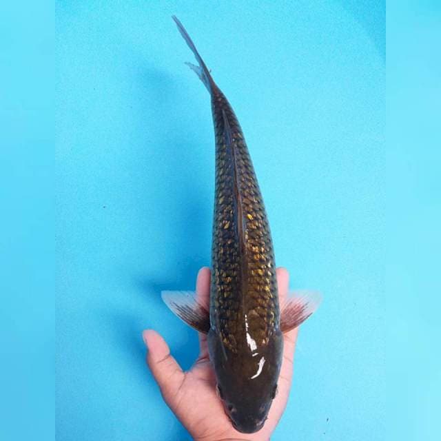 Besar Murah 41cm. #06